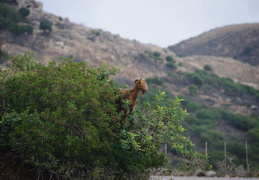 goat in the shrubs